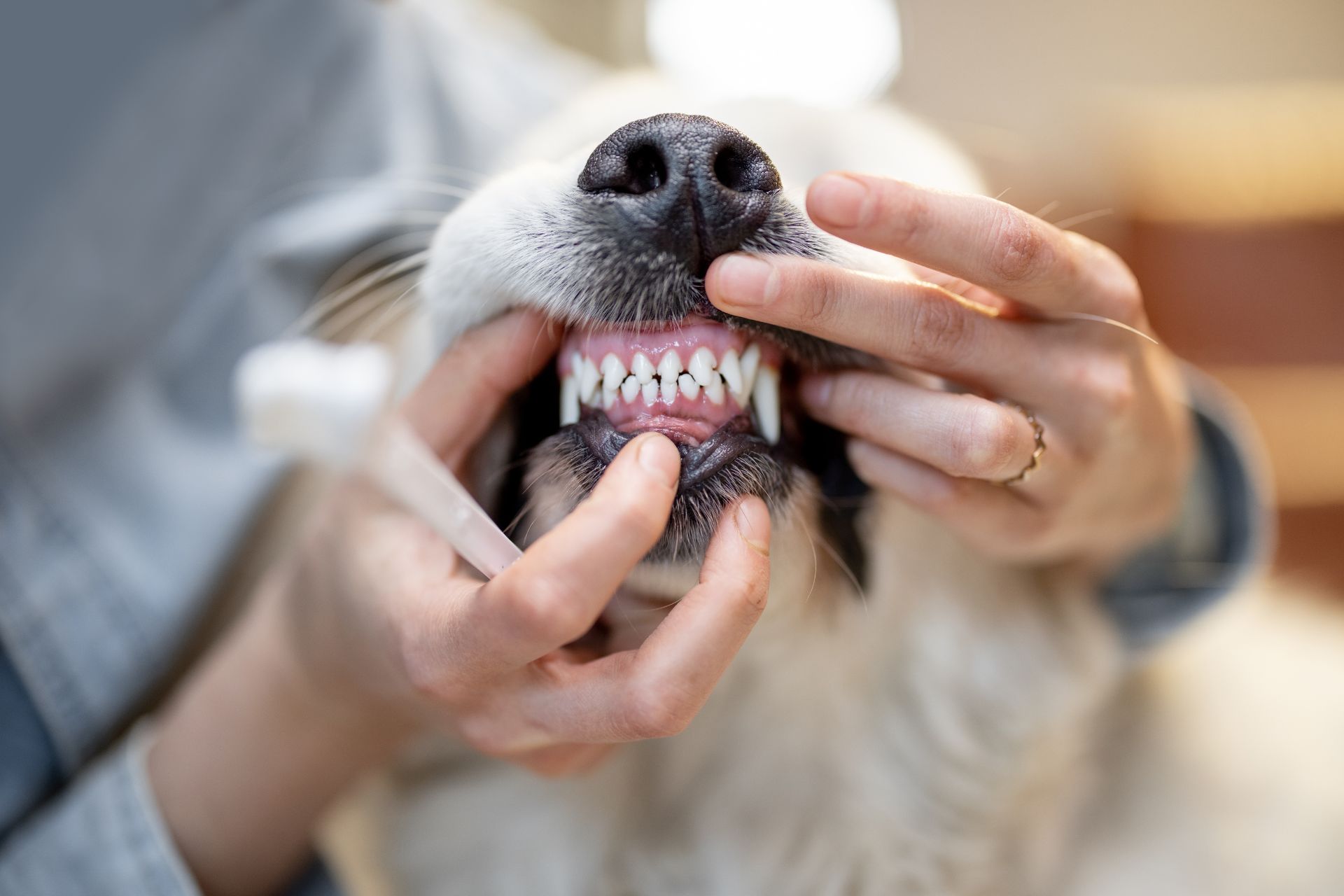 Dog Teeth Brushing in West New York
