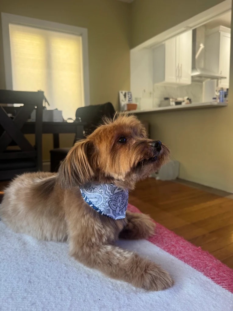 Dog grooming at Paws and Suds West New York