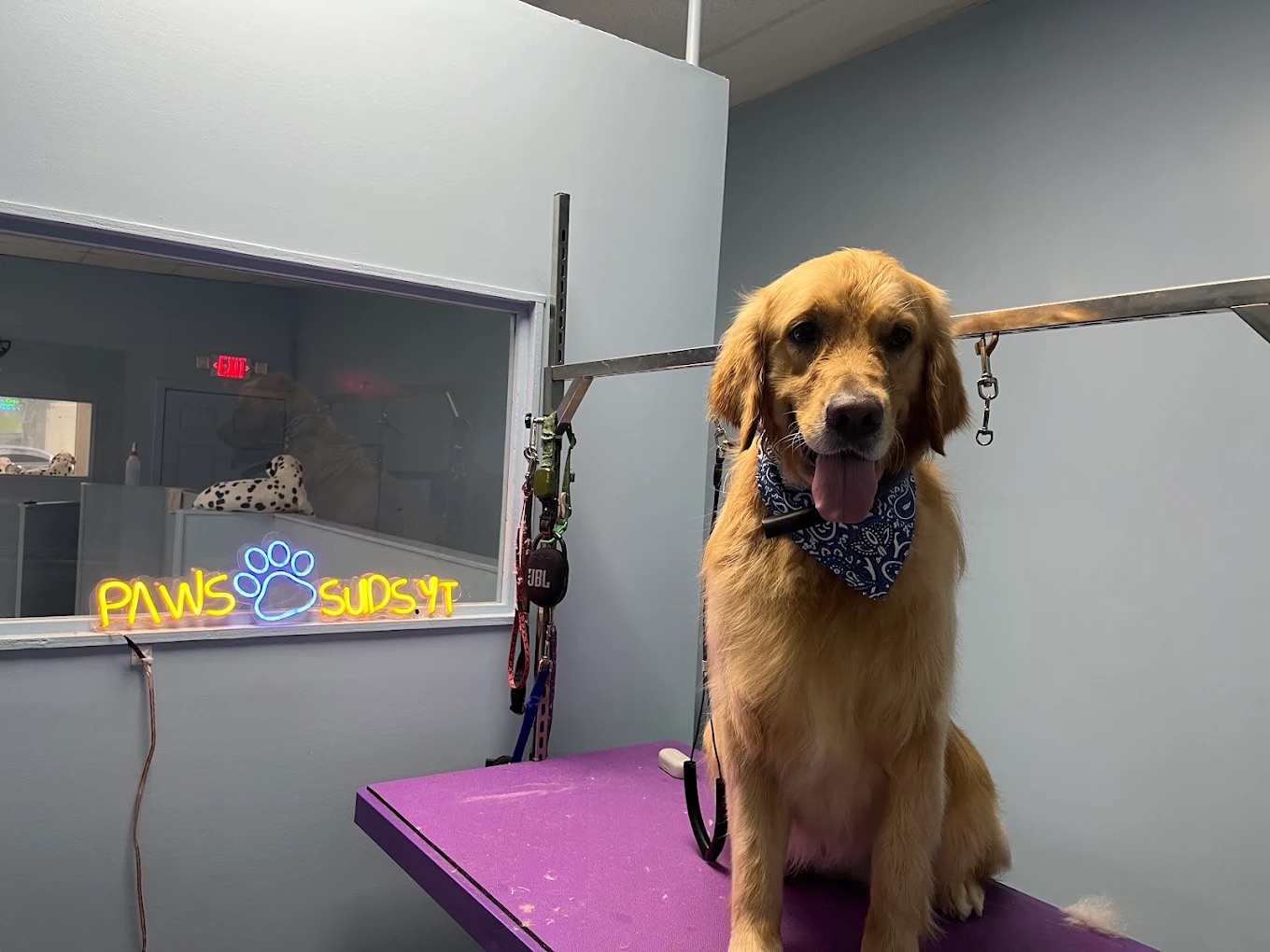 Dog grooming at Paws and Suds West New York