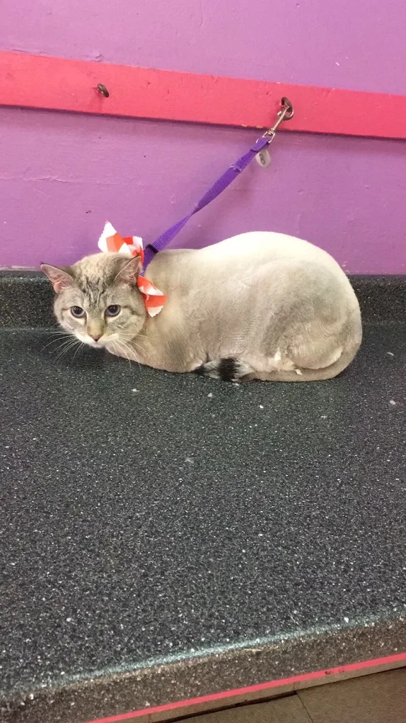 Dog grooming at Paws and Suds West New York