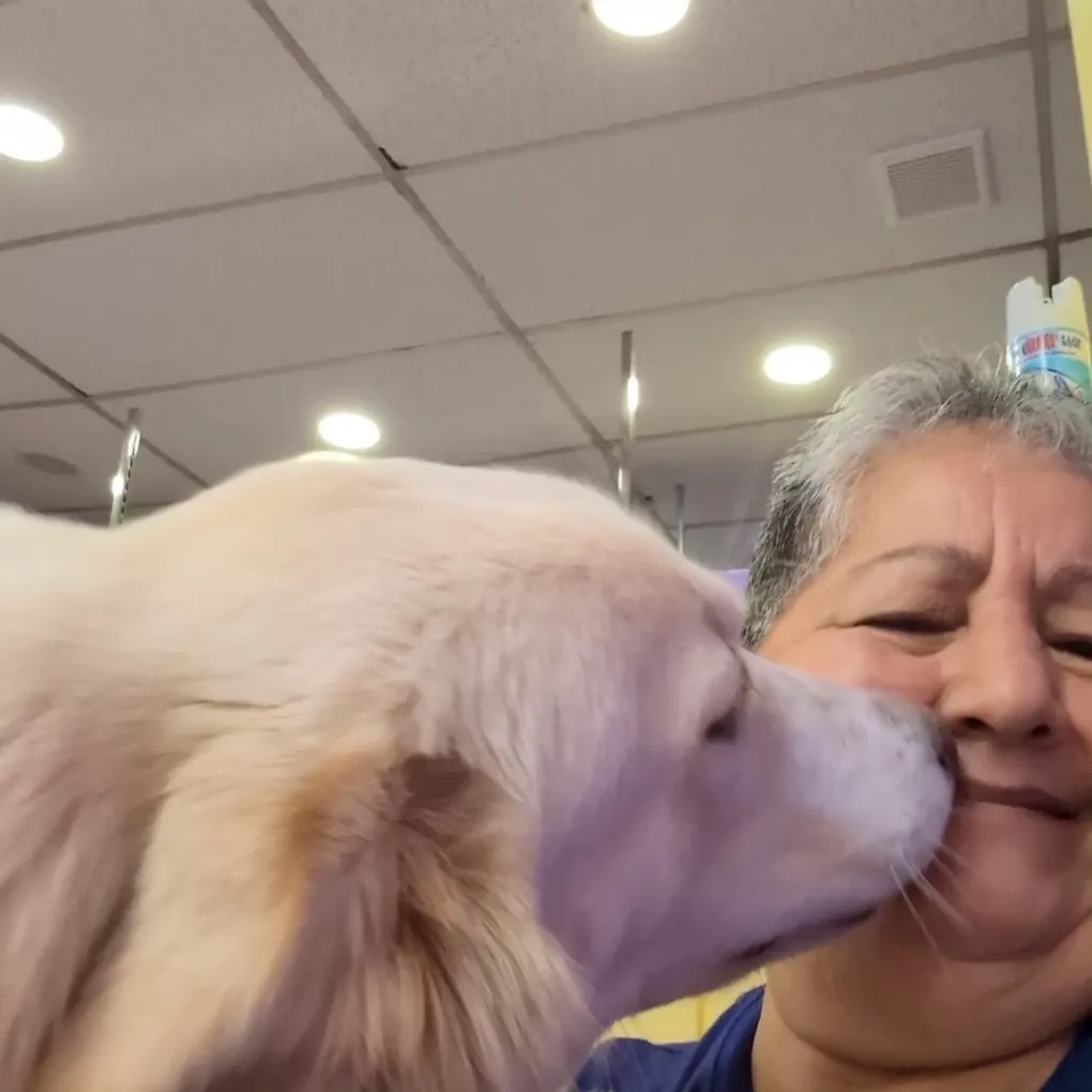 Dog grooming at Paws and Suds West New York