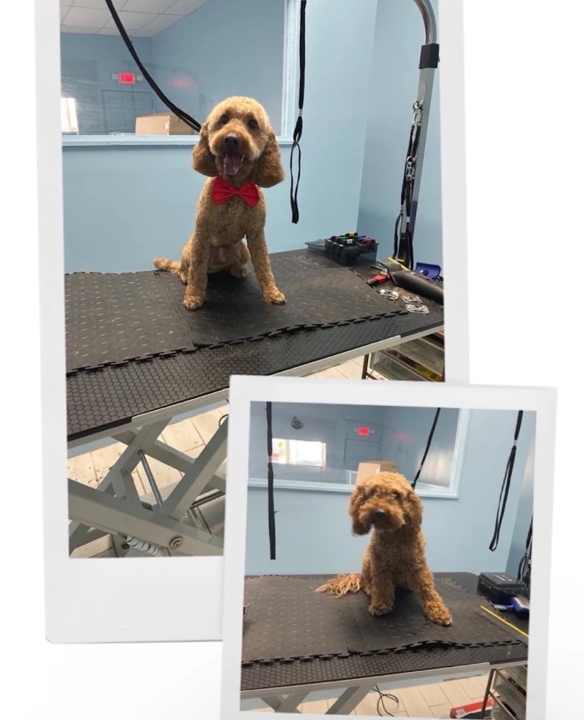 Paws and Suds Full Dog Grooming