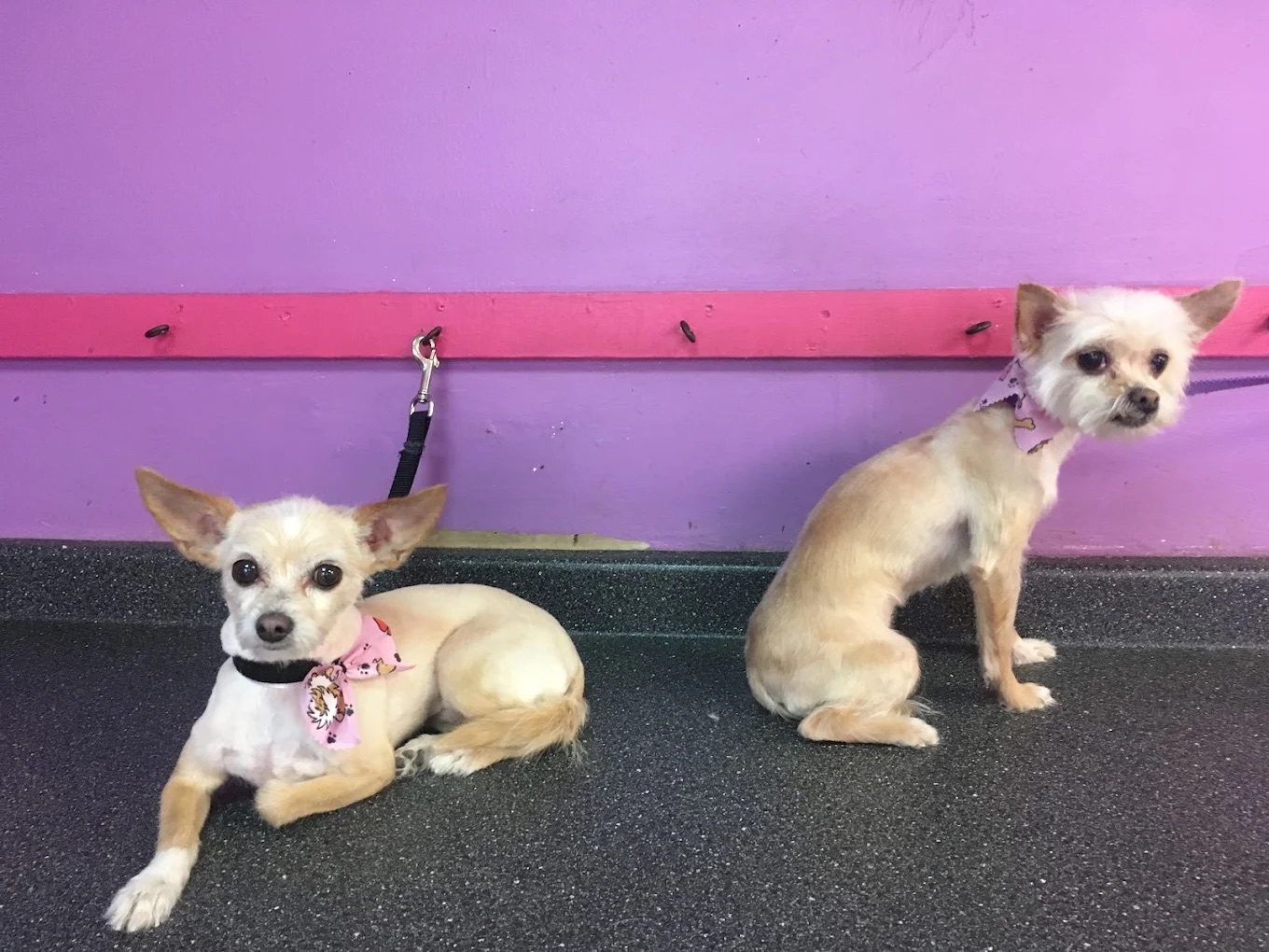 Dog grooming at Paws and Suds West New York
