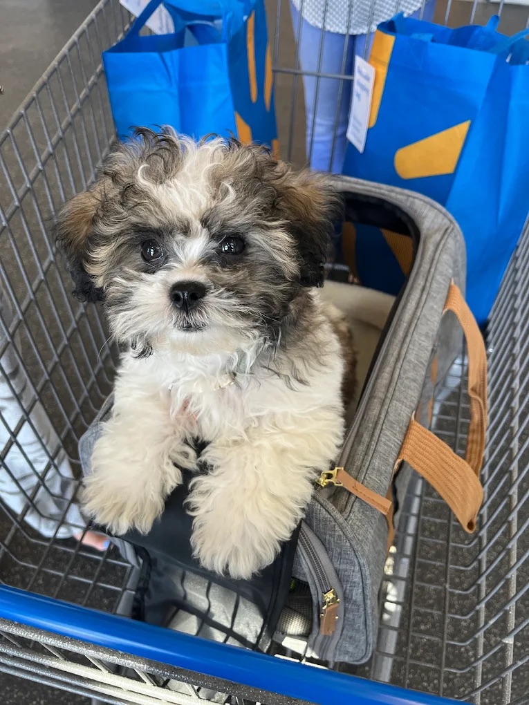 Dog grooming at Paws and Suds West New York
