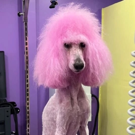 Dog grooming at Paws and Suds West New York
