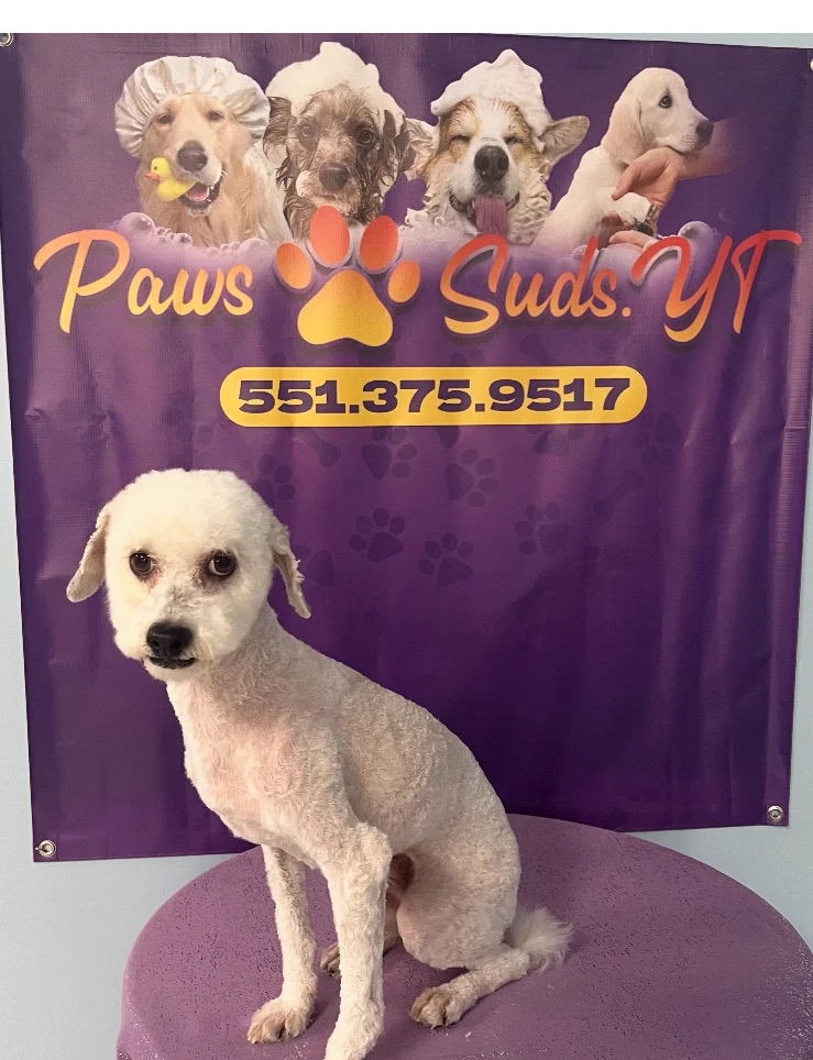 Dog grooming at Paws and Suds West New York