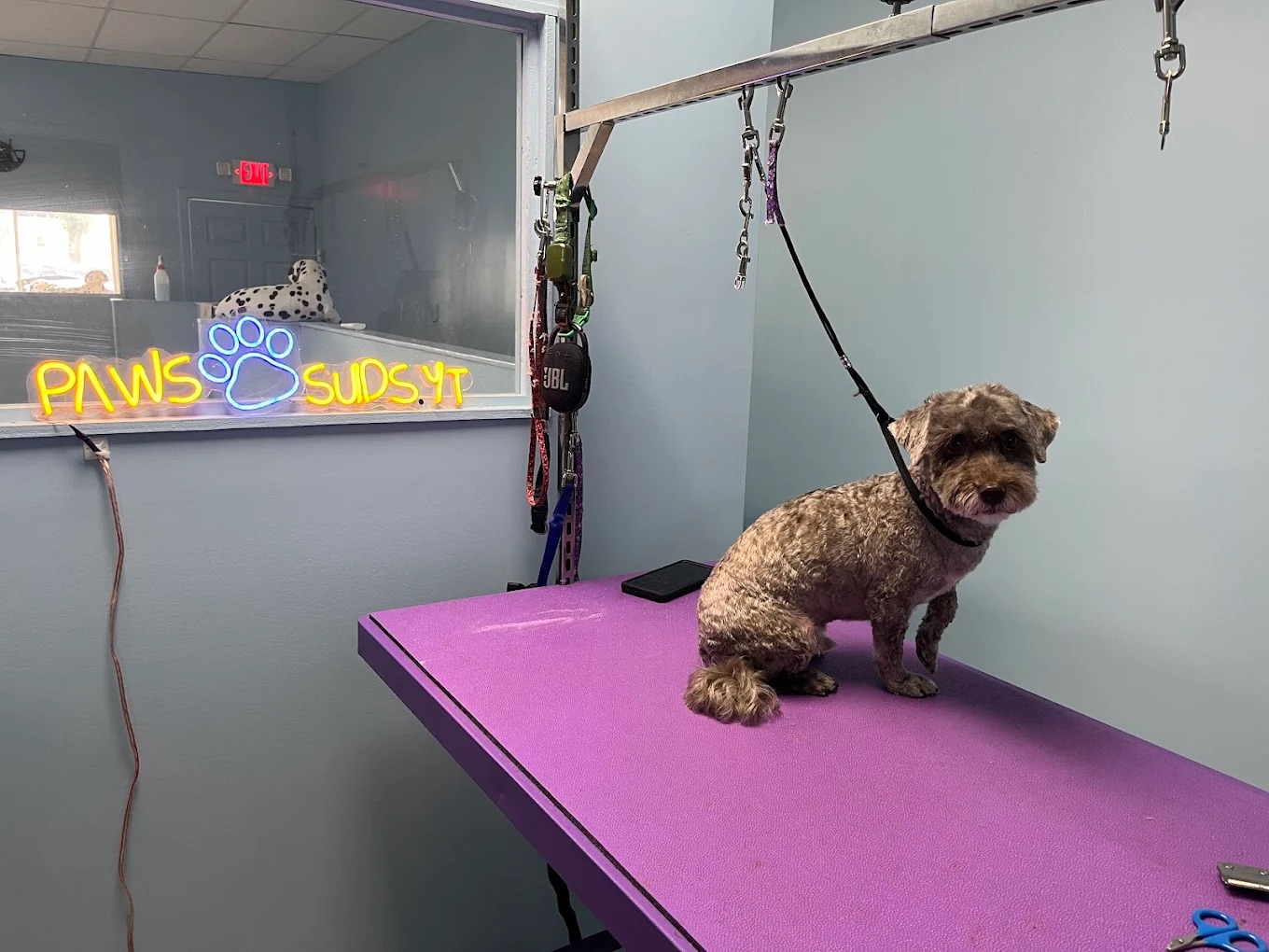 Full Dog Grooming North Bergen