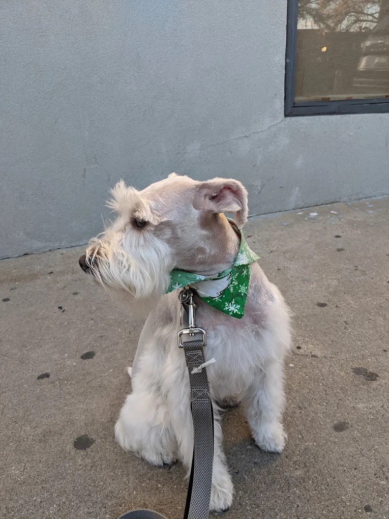 Ear Cleaning North Bergen