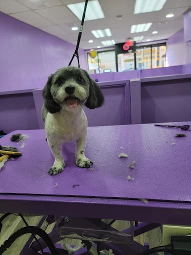 Dog grooming at Paws and Suds West New York