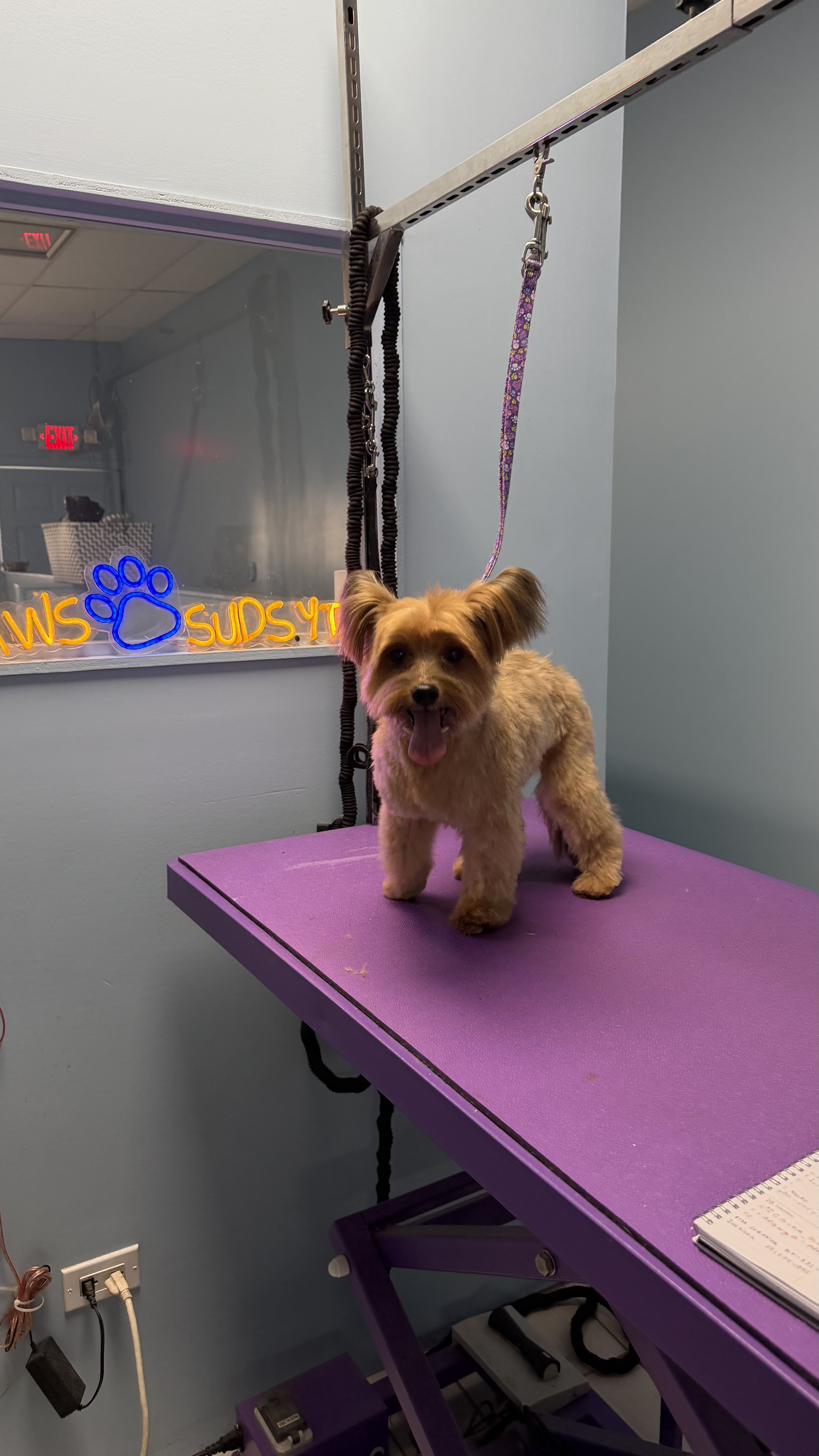 Why North Bergen trusts Paws and Suds