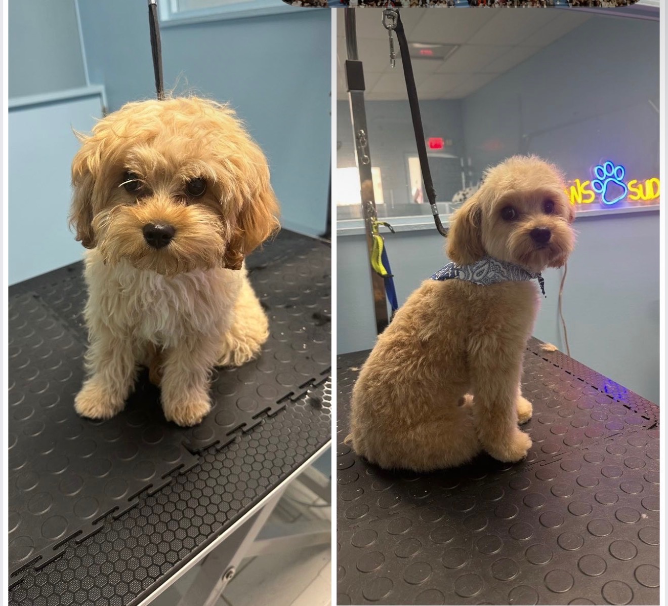 Paws and Suds North Bergen dog grooming