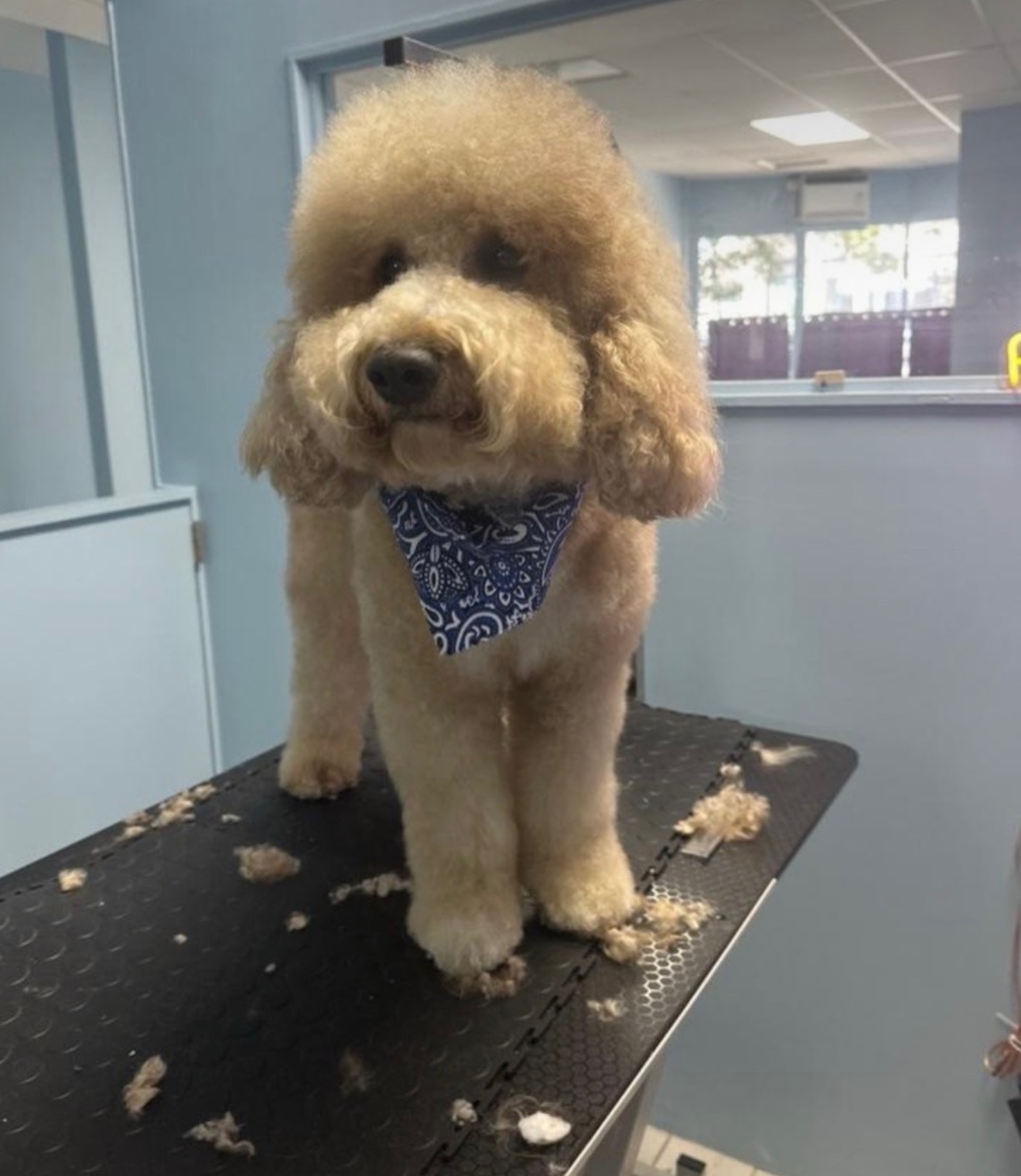 Dog groomer near Guttenberg NJ