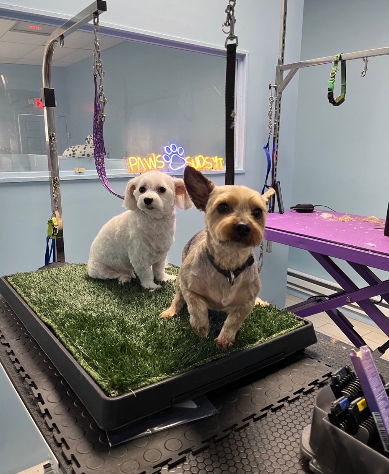 Dog Grooming Near Guttenberg, NJ