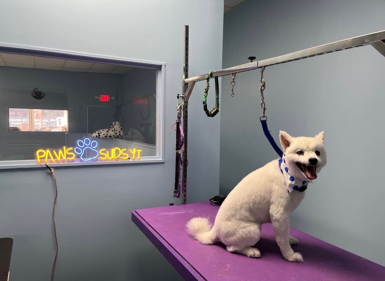 North Bergen dog grooming services