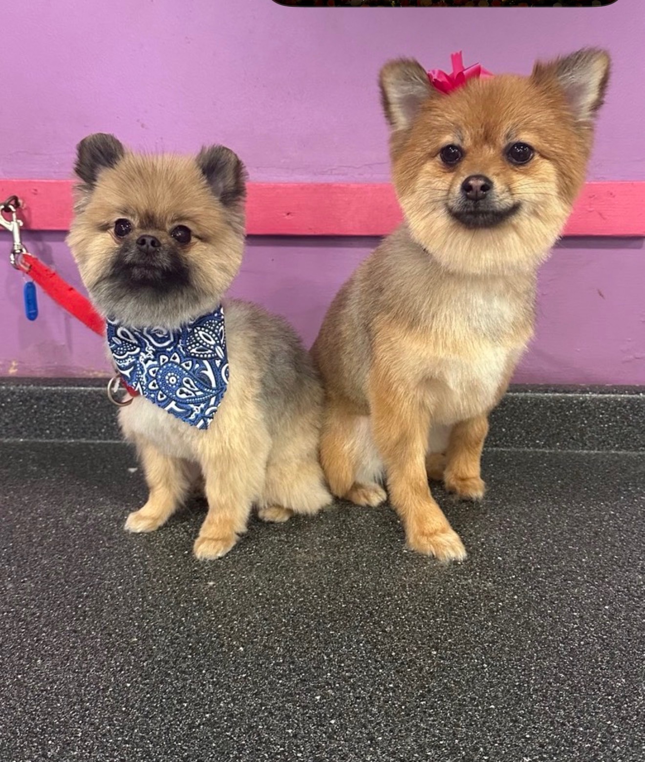 Paws and Suds West New York dog grooming