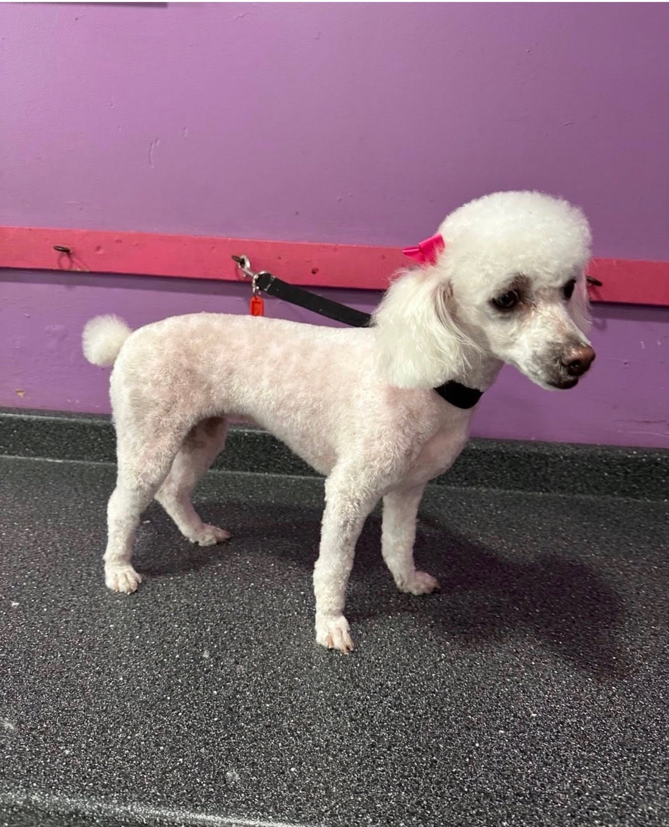 Dog grooming services near Guttenberg NJ