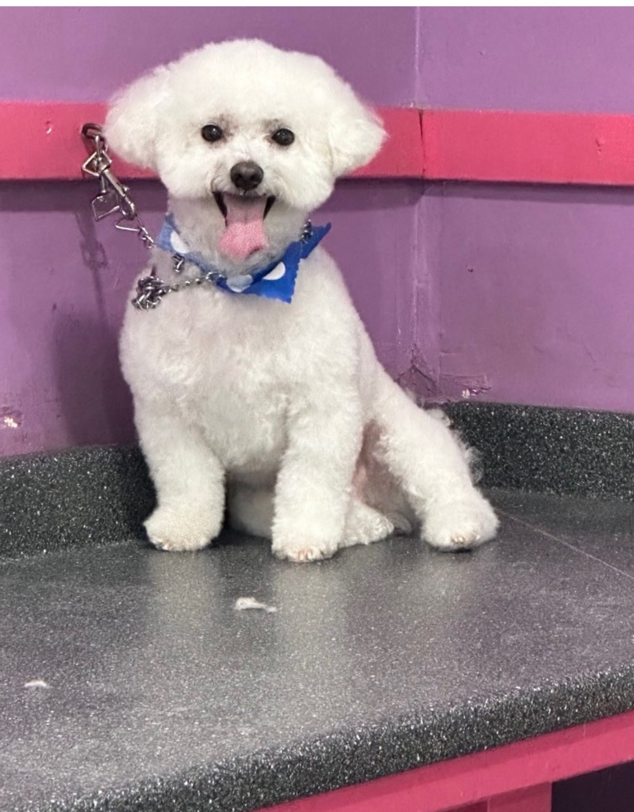 Paws and Suds trusted by Guttenberg pet owners