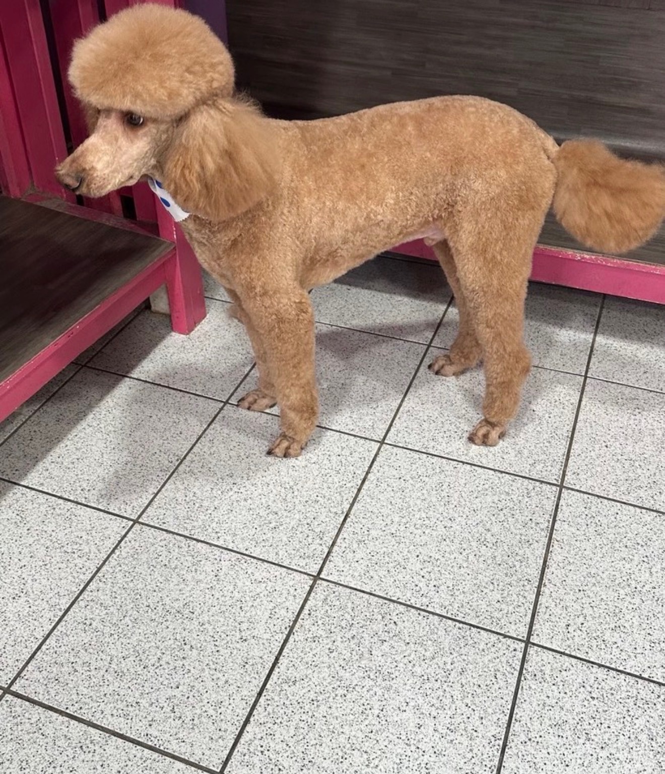 West New York dog grooming services